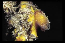 nikon f80 60mm during a dive at naturepark telascica/croatia by Andy Kutsch 